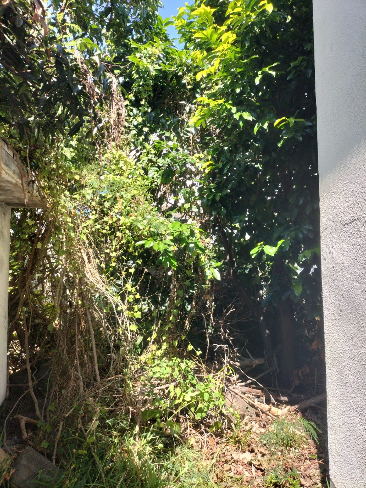 Remise en état — photo 6
