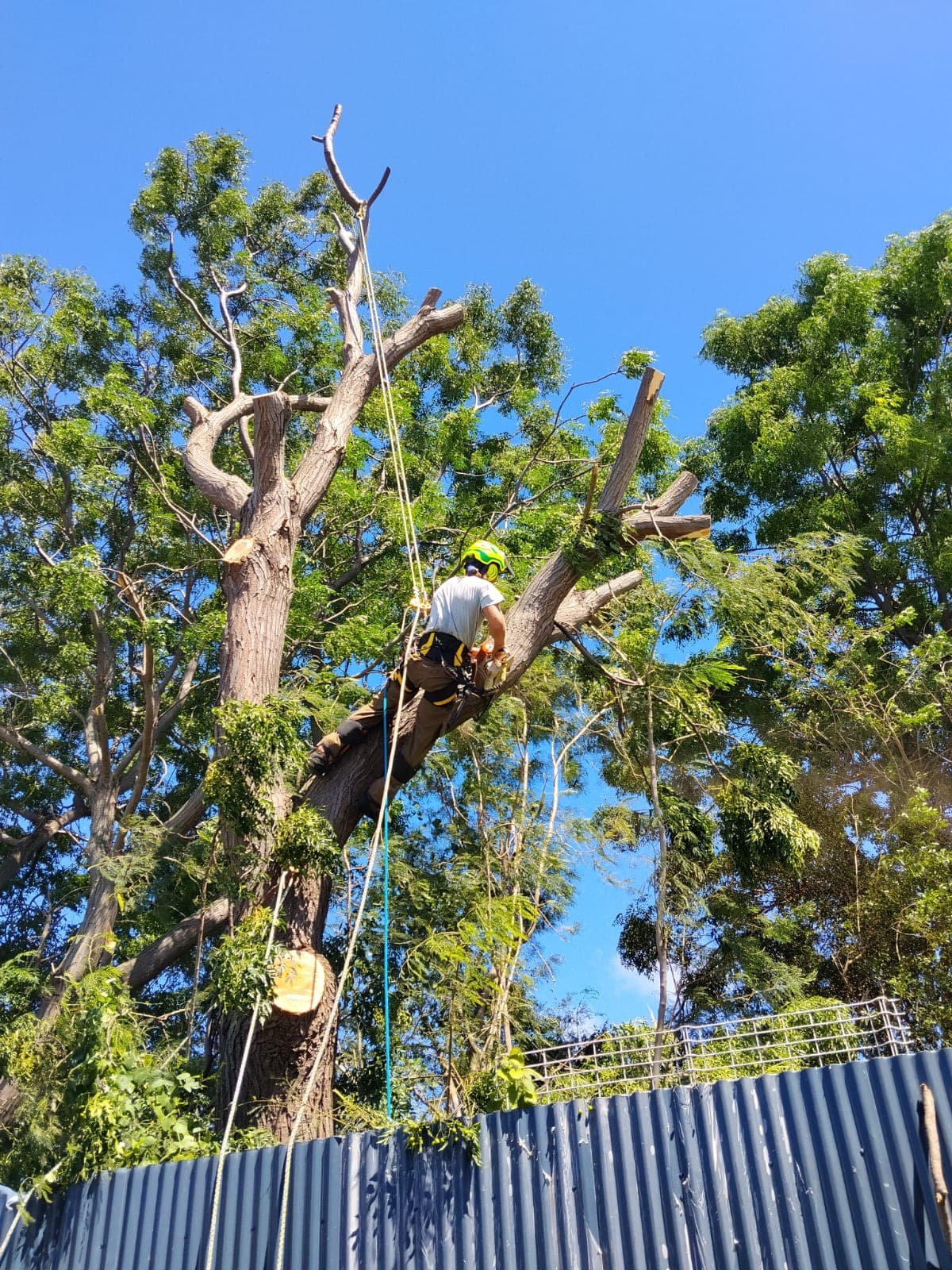 Démontage d'un margousier (Azadirachta indica)