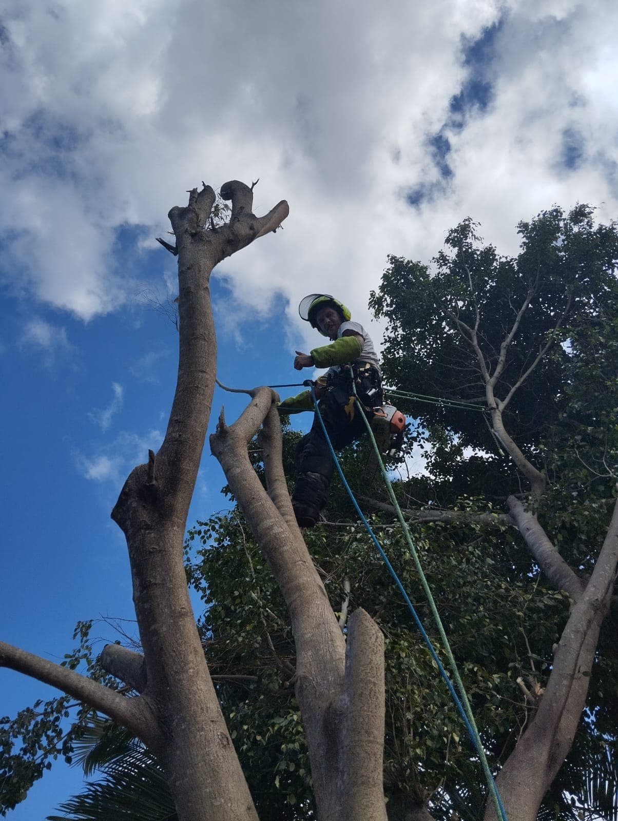 Démontage d'un ficus dont les racines soulevaient des fondations