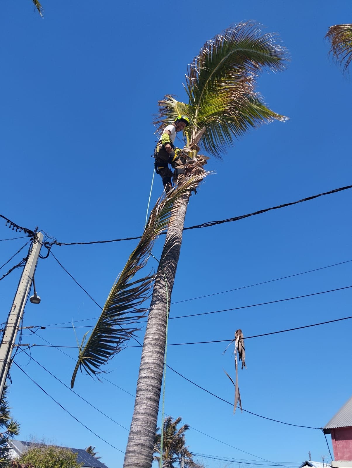 Enlèvement des cocos sur un cocotier en hauteur