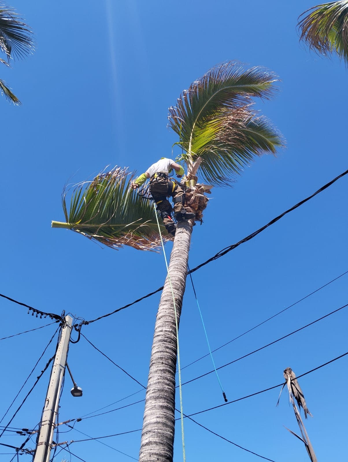 Remontée de couronne sur un arbre d'ornement
